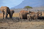 Safari Kenya 0288.jpg